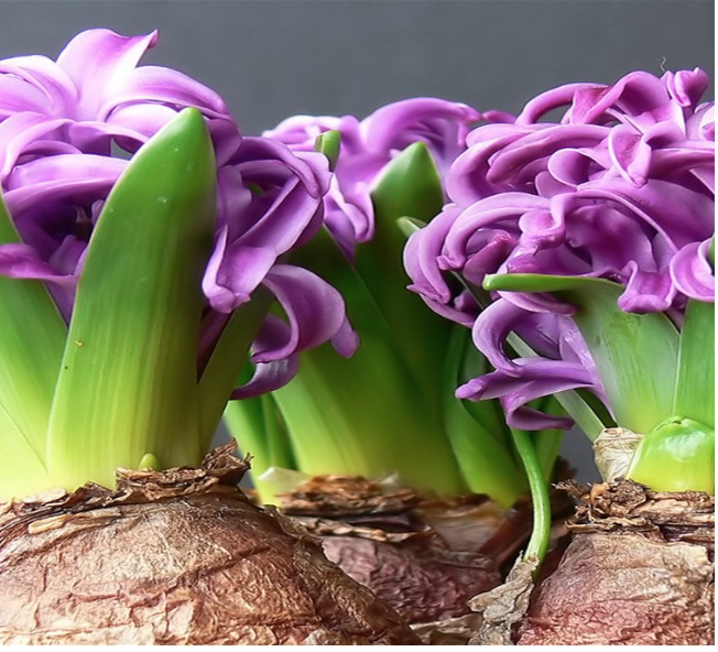 photo of hyacinths